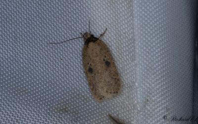 Strre tistelplattmal - Ruddy Flat-body (Agonopterix subpropinquella)