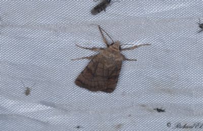 Tvrlinjerat jordfly - Six-striped Rustic (Xestia sexstrigata)