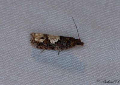Vitflckig bjrkrullvecklare - Birch Epinotia Moth (Epinotia trigonella)