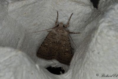 Gulgrtt jordfly - Dotted Rustic (Rhyacia simulans)