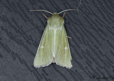 Grnt hedmarksfly - Burren Green (Calamia tridens)