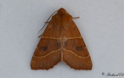 Tvärbandat gulvingfly - Centre-barred Sallow (Atethmia centrago)