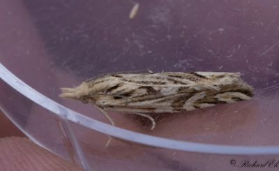 Gul rotvecklare (Eucosma messingiana)