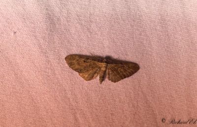 Backmalmtare - Yarrow Pug (Eupithecia millefoliata)