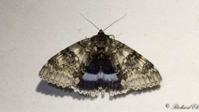 Blåbandat ordensfly - Blue Underwing (Catocala fraxini)