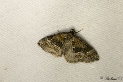Snedstreckad fltmtare - Barred Rivulet (Perizoma bifaciata)