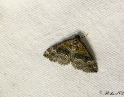 Snedstreckad fältmätare - Barred Rivulet (Perizoma bifaciata)