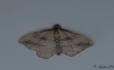 Tvåbandad fältmätare (Orthonama vittata)