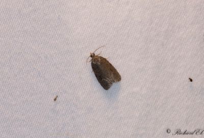 Halvbandad videknoppvecklare - Short-barred Marble (Apotomis semifasciana)
