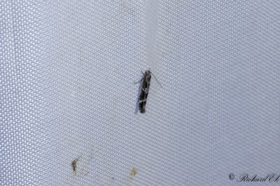 Gallmjlkebrokmal - Kentish Cosmet (Mompha sturnipennella)