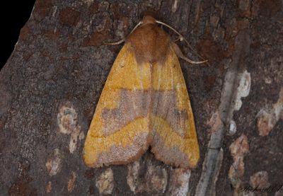 Tvrbandat gulvingfly - Centre-barred Sallow (Atethmia centrago)
