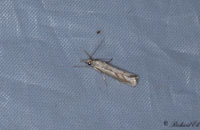 Grsskottsmott (Agriphila inquinatella)