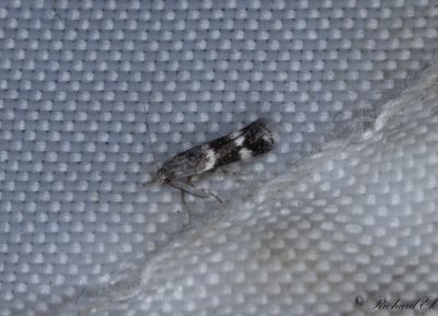 Gregrsmal - Broken-barred Dwarf (Elachista freyerella)