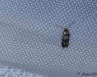 Lnnfruktsdvrgmal - Norway Maple Pigmy (Ectoedemia sericopeza)