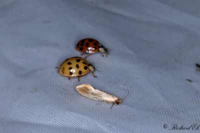 Rdgul bomal (Tinea semifulvella)