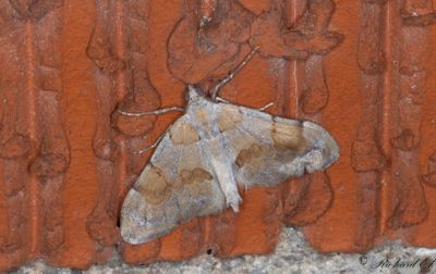 Brunbandad fltmtare - Pine Carpet (Pennithera firmata)