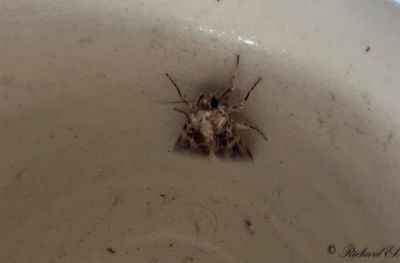 Mindre bomullsfly - Mediterranean Brocade (Spodoptera littoralis)
