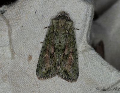 Grnbrunt ekfly - Brindled Green (Dryobotodes eremita)