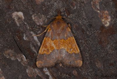 Mrkbandat gulvingsfly - Barred Sallow (Tiliacea aurago)