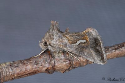 Droppmetallfly - Dewick's Plusia (Macdunnoughia confusa)