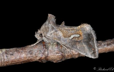 Droppmetallfly - Dewick's Plusia (Macdunnoughia confusa)