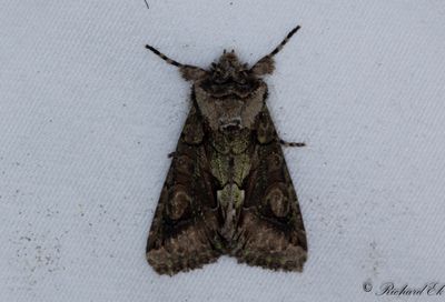 Hagtornsfly - Green-brindled Crescent (Allophyes oxyacanthae)
