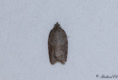 Lvskogshstvecklare (Acleris sparsana)