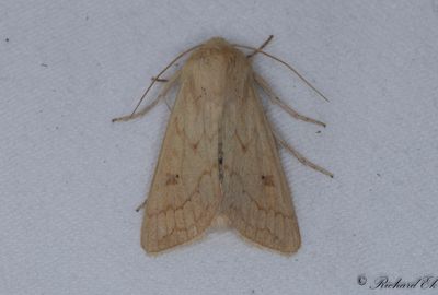 ggult grsfly - The Delicate (Mythimna vitellina)