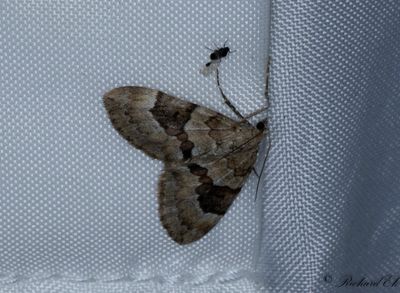 Barrfltmtare - Spruce Carpet (Thera variata)