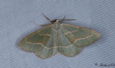 Barrskogsmätare - Barred Red (Hylaea fasciaria)