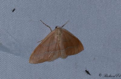 Barrskogsmtare - Barred Red (Hylaea fasciaria)