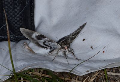 Blbandat ordensfly - Blue Underwing (Catocala fraxini)