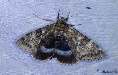 Blbandat ordensfly - Blue Underwing (Catocala fraxini)
