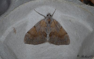 Brunbandad fltmtare - Pine Carpet (Pennithera firmata)