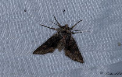 Brunviolett ngsfly - Beautiful Arches (Mniotype satura)