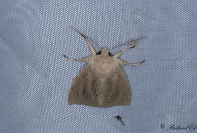 Dyfly - Large Wainscot (Rhizedra lutosa)