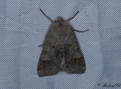 Grått höstfly (Ammoconia caecimacula)