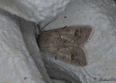 Grtt hstfly (Ammoconia caecimacula)