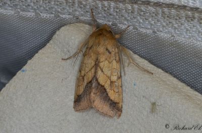 Guldfly - Bordered Sallow (Pyrrhia umbra)
