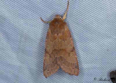 Gulrtt backfly - Flounced Chestnut (Agrochola helvola)