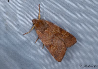 Gulrött backfly - Flounced Chestnut (Agrochola helvola)