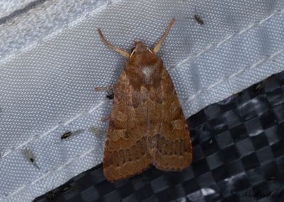 Gulrtt backfly - Flounced Chestnut (Agrochola helvola)