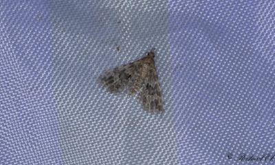 Kaprifolfjdermott - Twenty-plume Moth (Alucita hexadactyla)