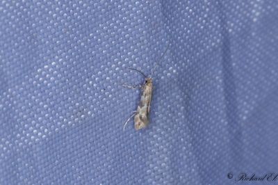 Kaprifolguldmal (Phyllonorycter trifasciellus)