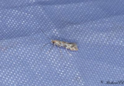 Kaprifolguldmal (Phyllonorycter trifasciellus)
