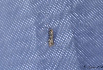 Kaprifolguldmal (Phyllonorycter trifasciellus)