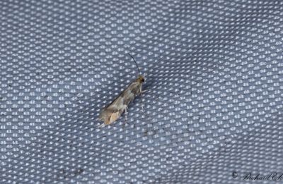 Kaprifolguldmal (Phyllonorycter trifasciellus)