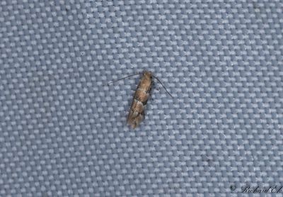 Kaprifolguldmal (Phyllonorycter trifasciellus)