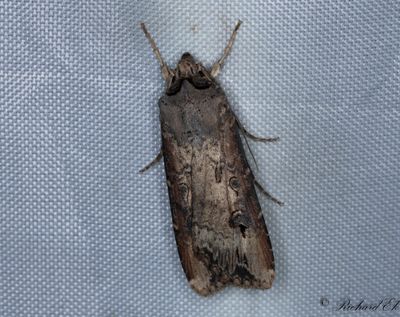 Kommajordfly - Dark Sword-grass (Agrotis ipsilon)