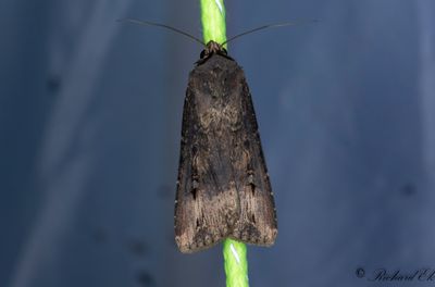 Kommajordfly - Dark Sword-grass (Agrotis ipsilon)